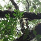 Knysna Woodpeckers at Platbos Forest in Gansbaai